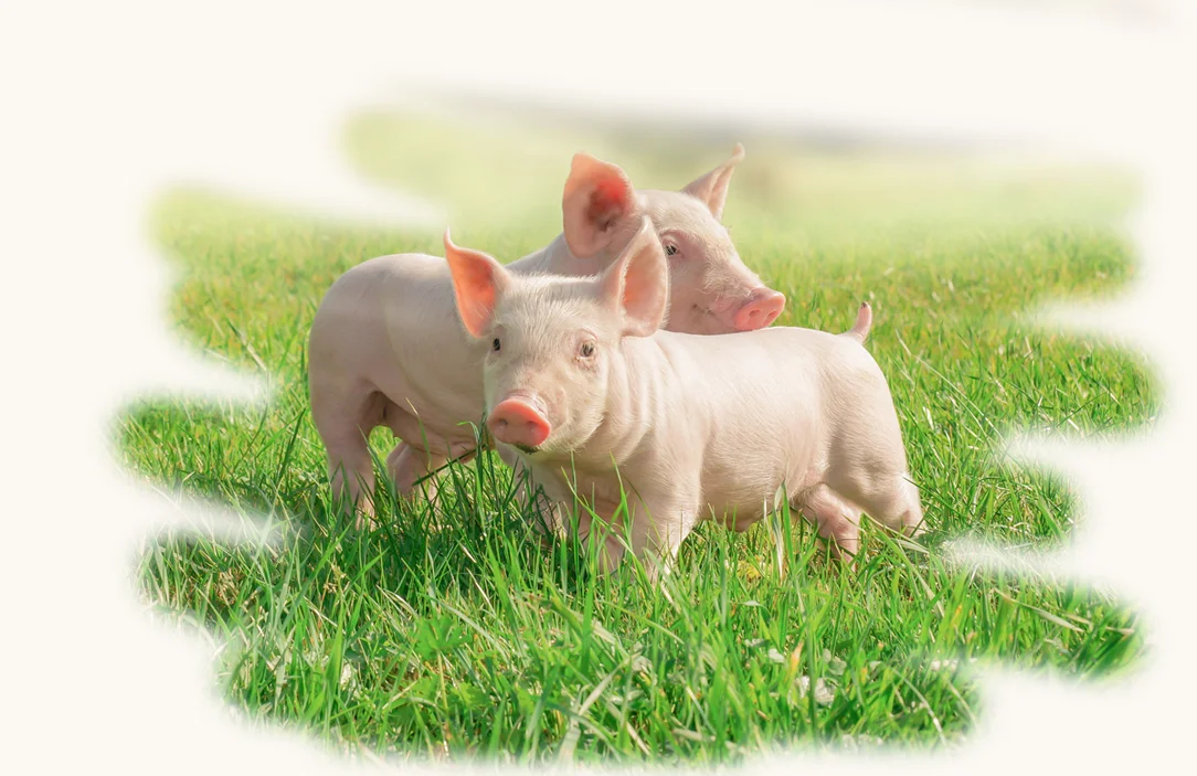 pigs